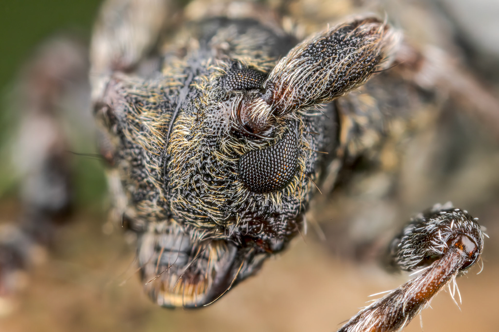 Greater Thorn-tipped Longhorn Beetle (Pogonocherus hispidulus)