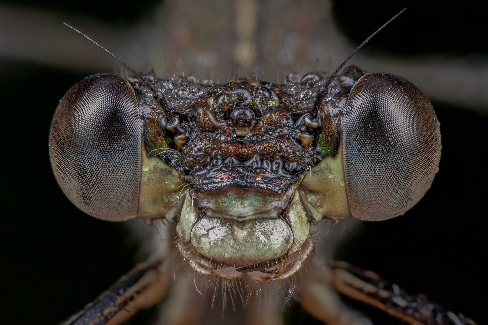 Emerald Damselfly (Lestes sponsa)