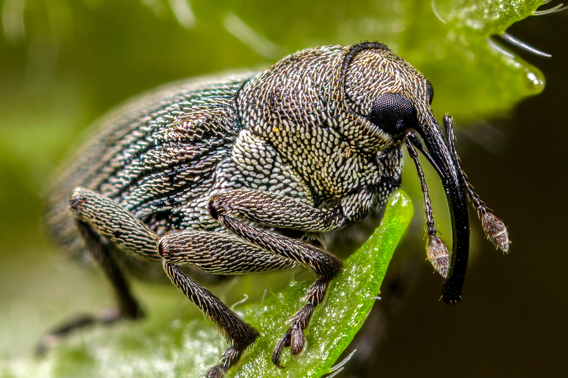 Typical Weevil