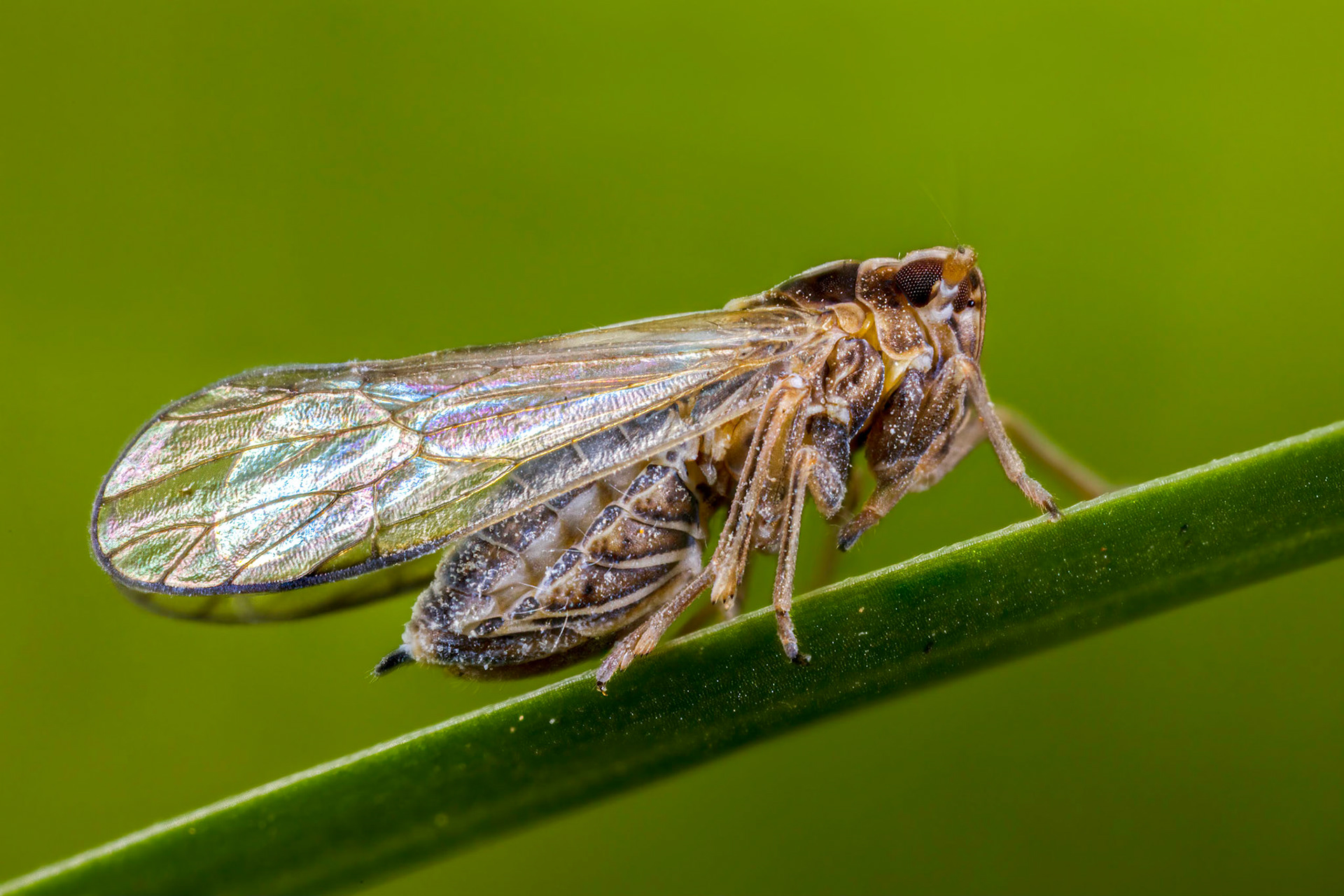 Planthopper (Javesella pellucida) (Possibly)