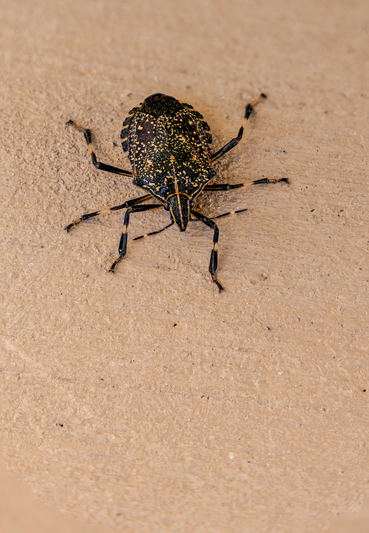 Yellow-spotted Stink Bug (Erthesina fullo)