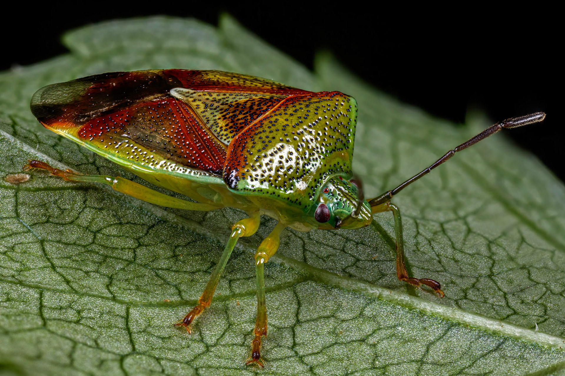 Birch Shieldbug (Elasmostethus interstinctus)
