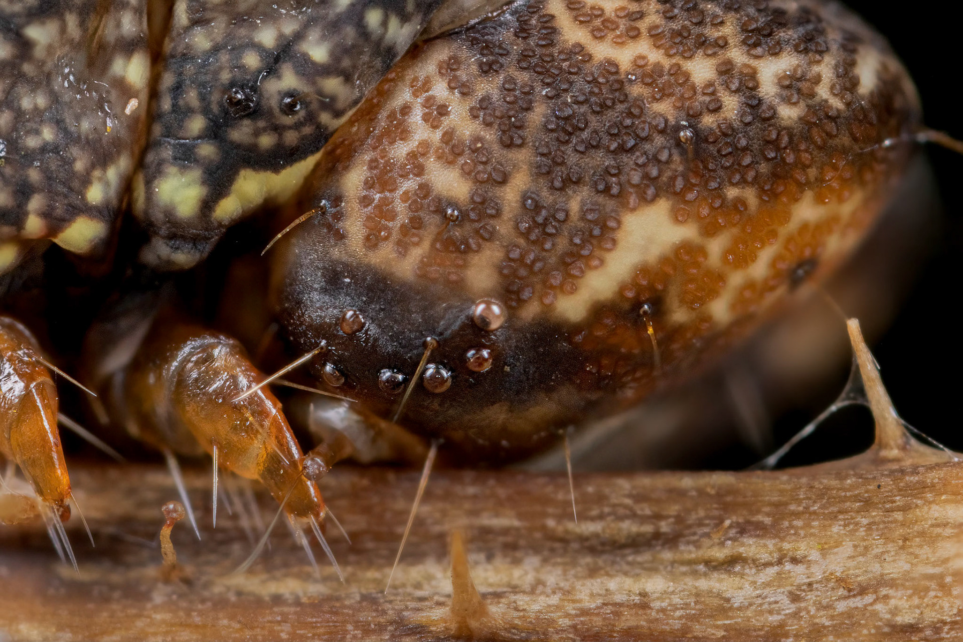 Dark Spectacle caterpillar (Abrostola triplasia)