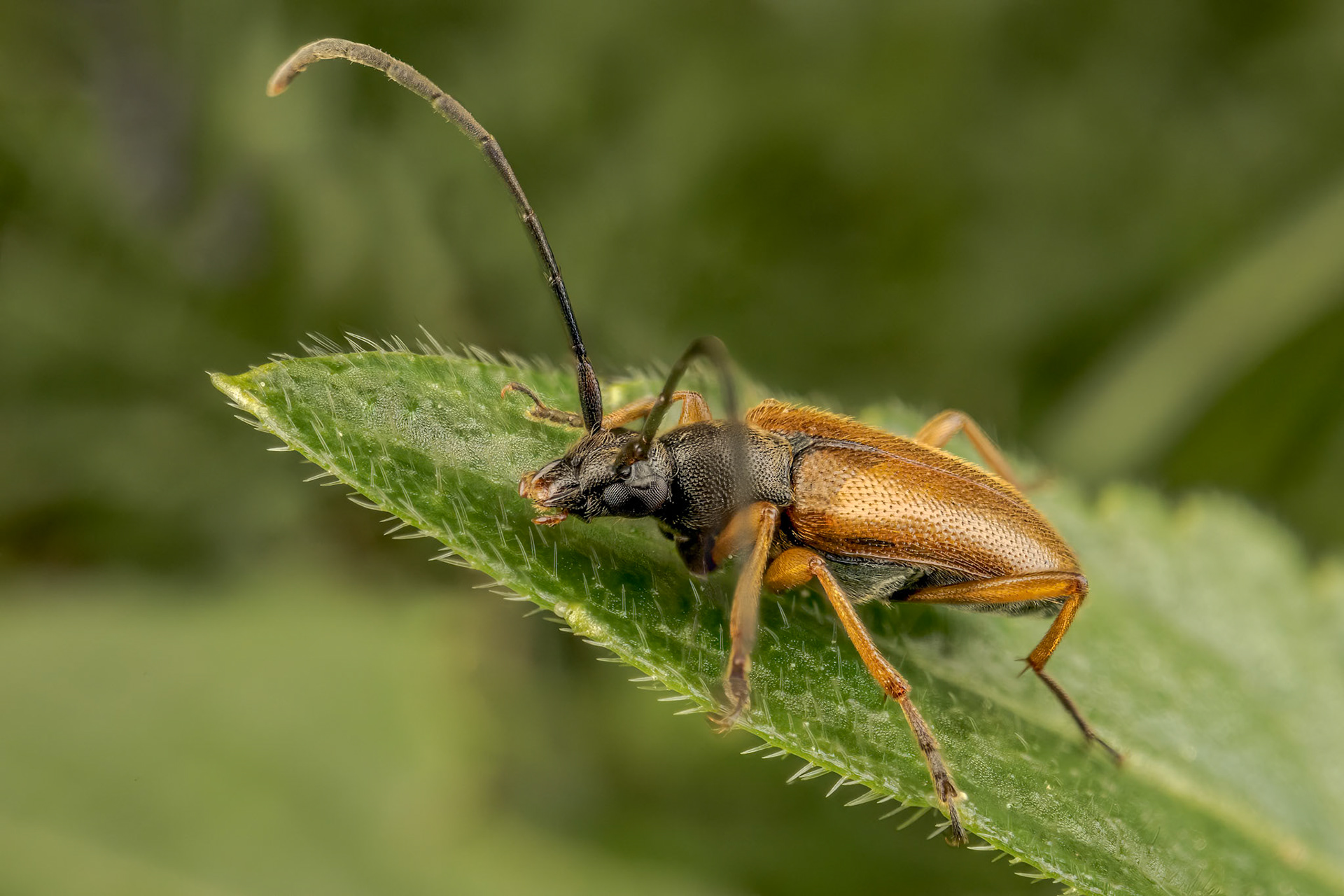Tobacco-coloured Longhorn Beetle (Alosterna tabacicolor)