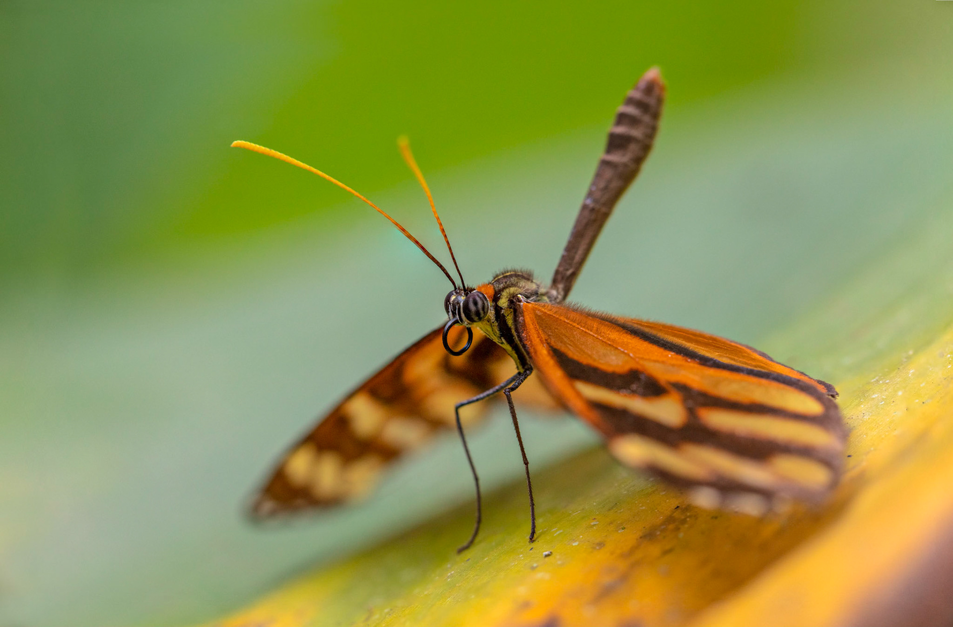 Isabella Tiger butterfly