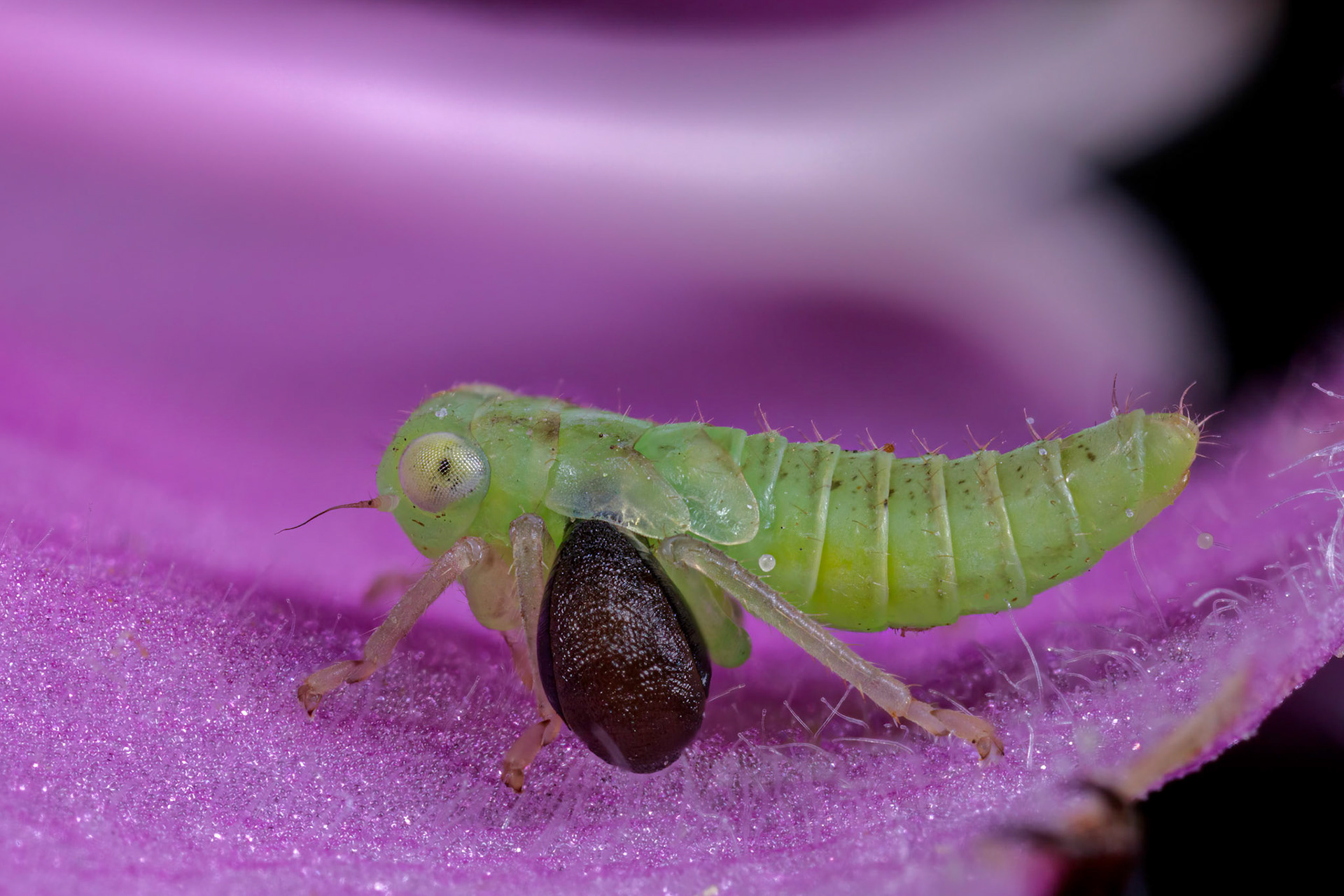 Uknown Leafhopper Nymph (Cicadellidae)