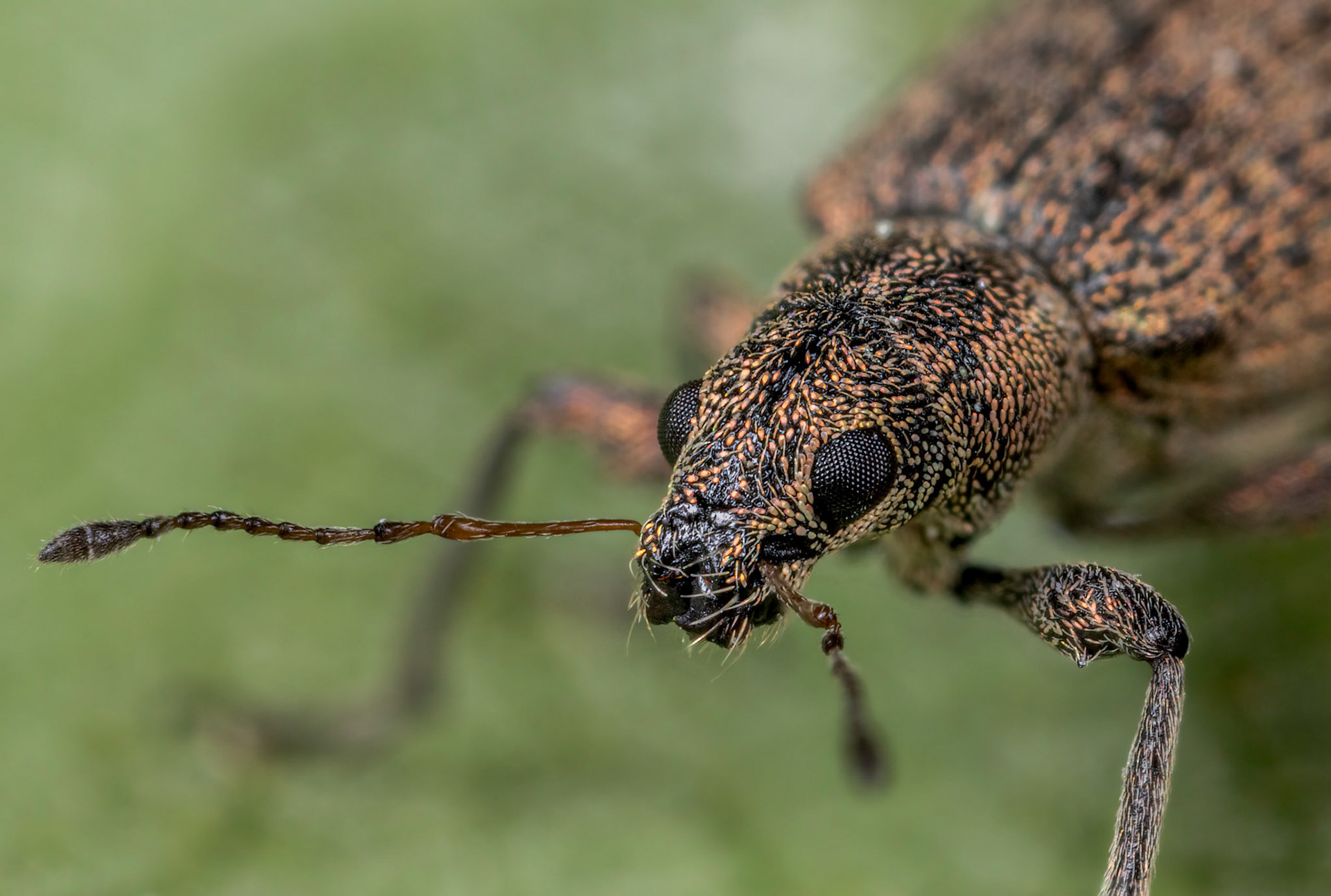 Broad-nose Weevil (Polydrusus cervinus)