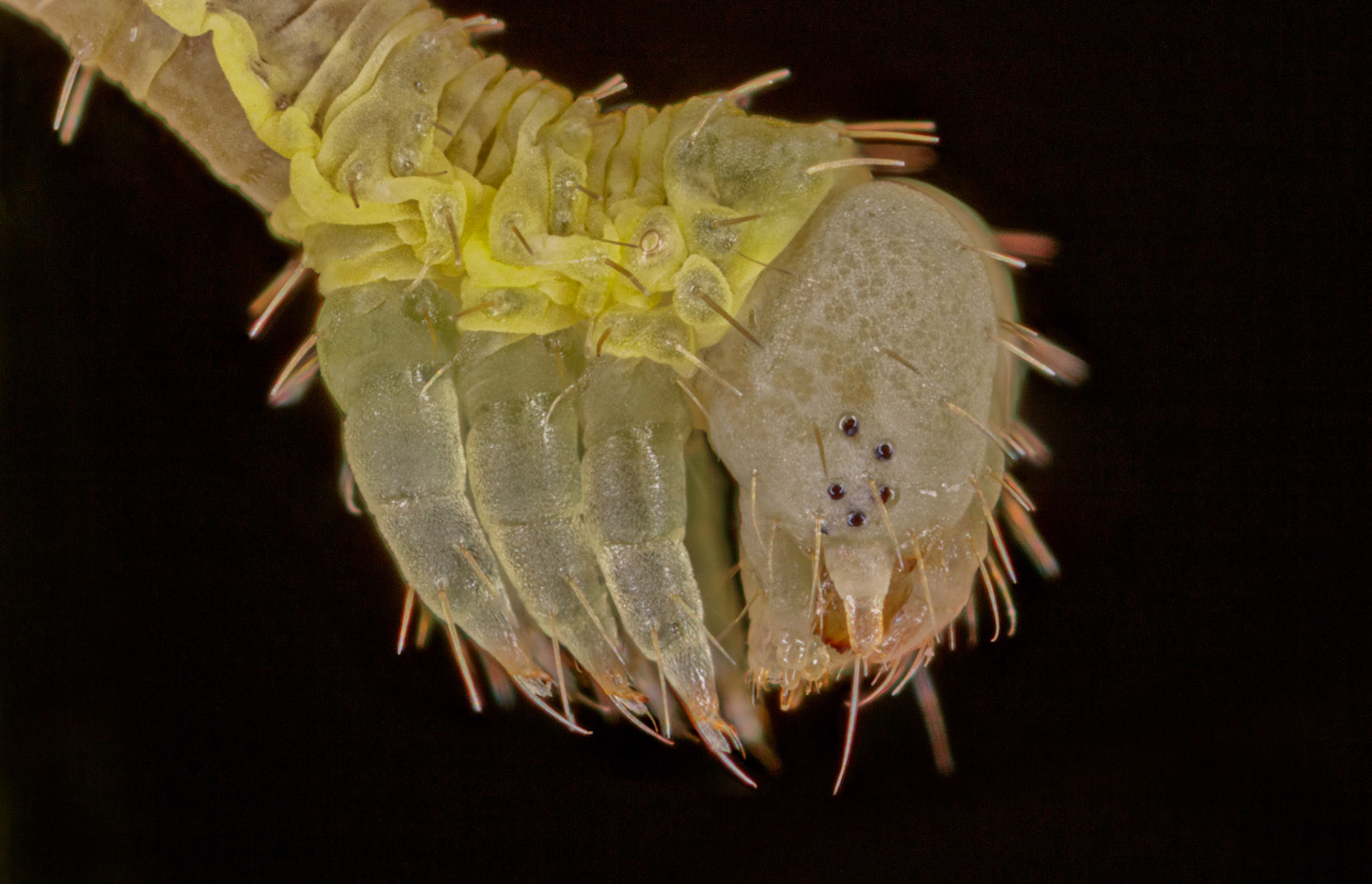 Photo Stack: 8Crop: 3x2Magnification: x10