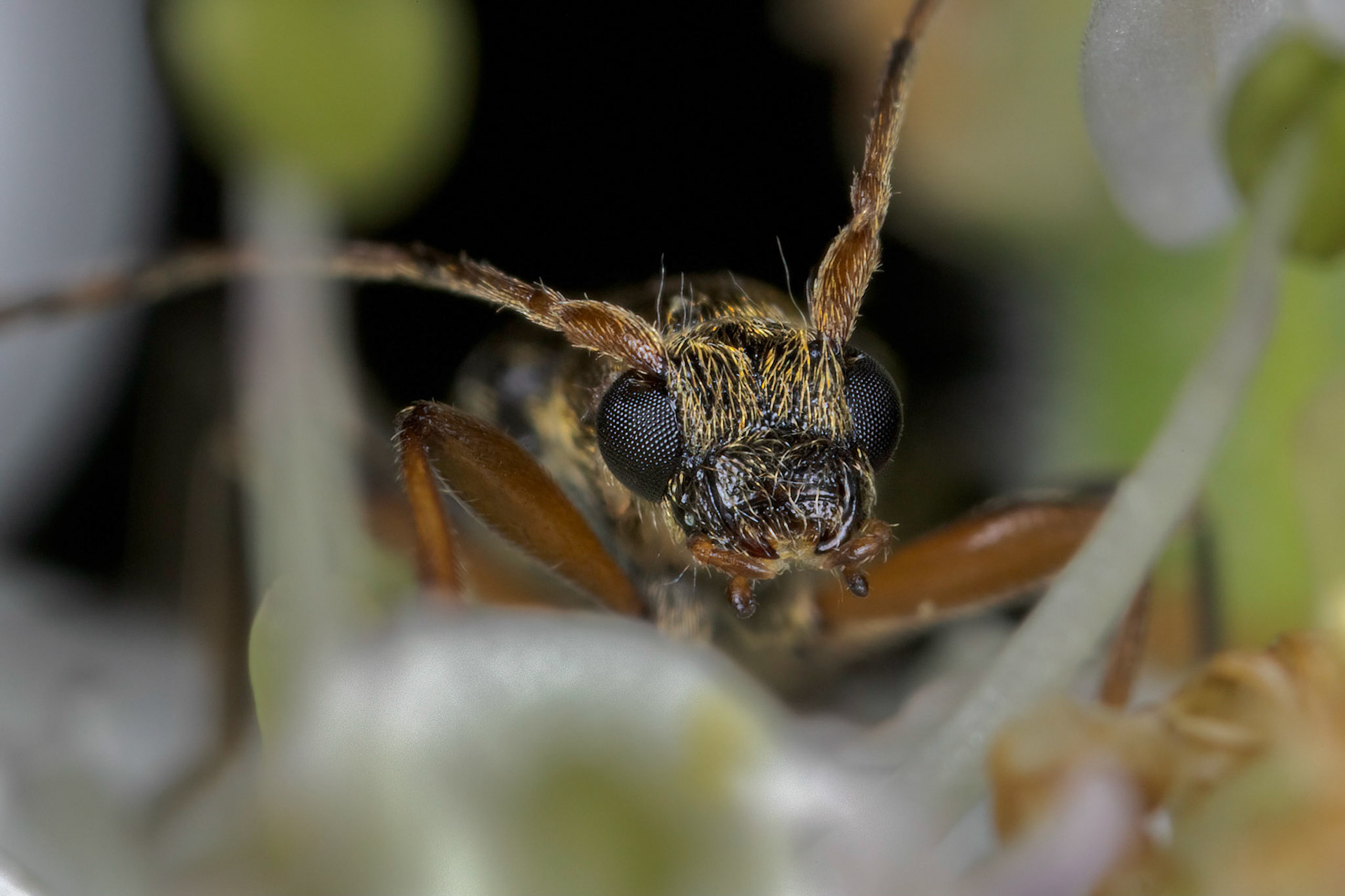 Longhorn Beetle (Cerambycidae)