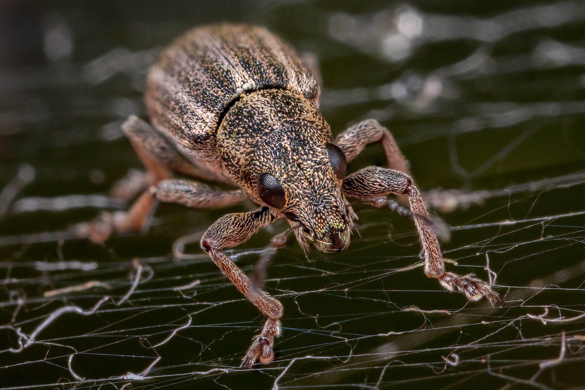 Pea-leaf Weevil (Sitona lineatus)