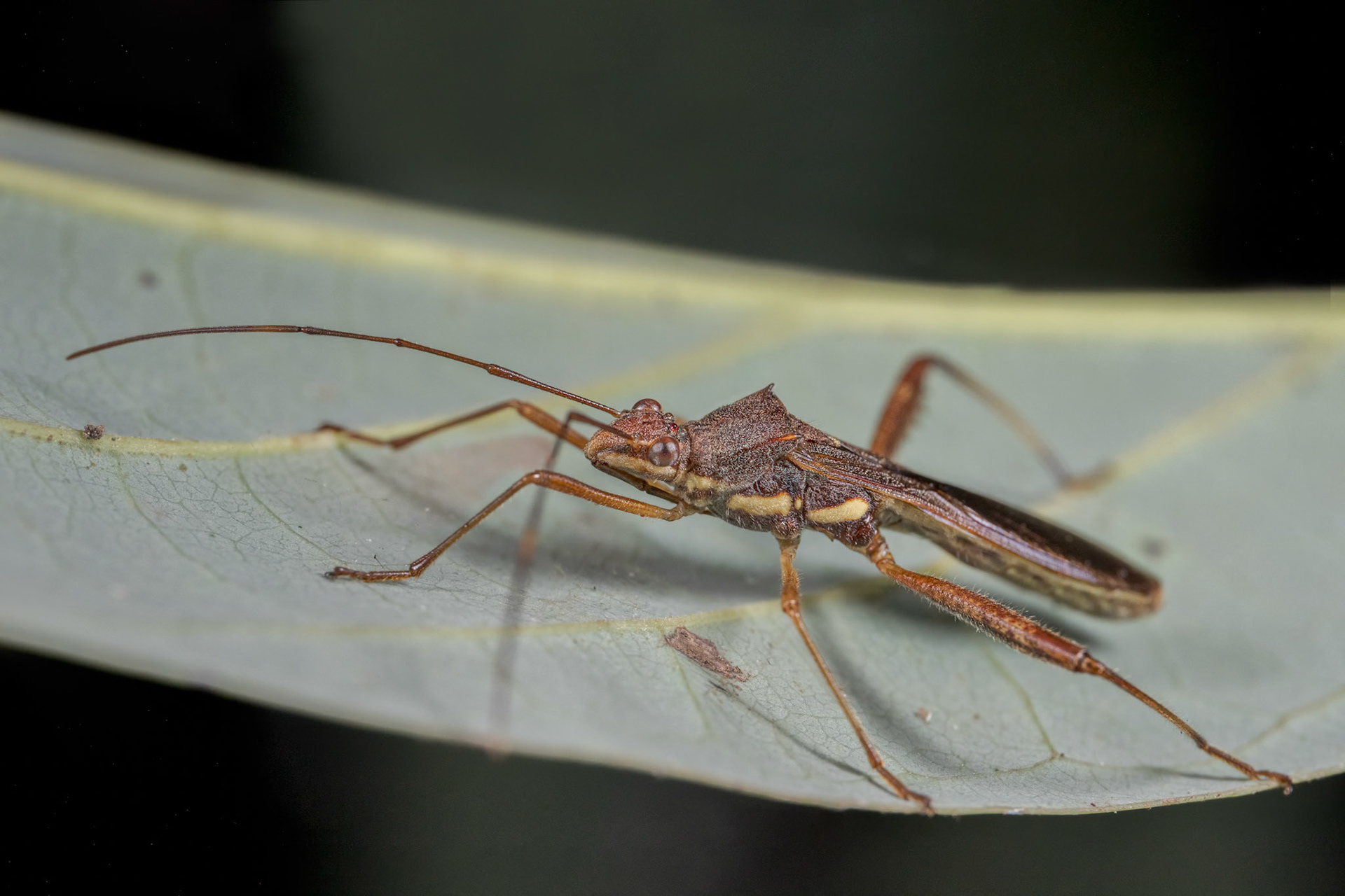 Broad-Head Bug (Riptortus linearis)