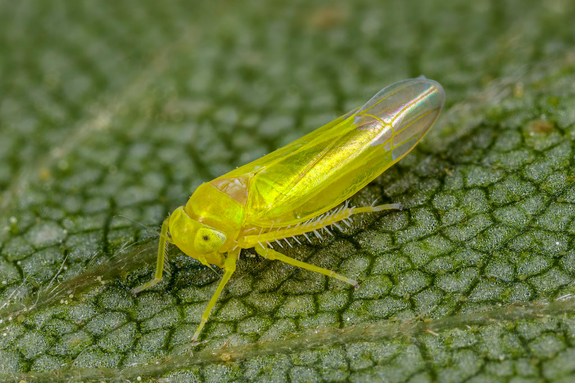 Leafhopper (Alebra wahlbergi)