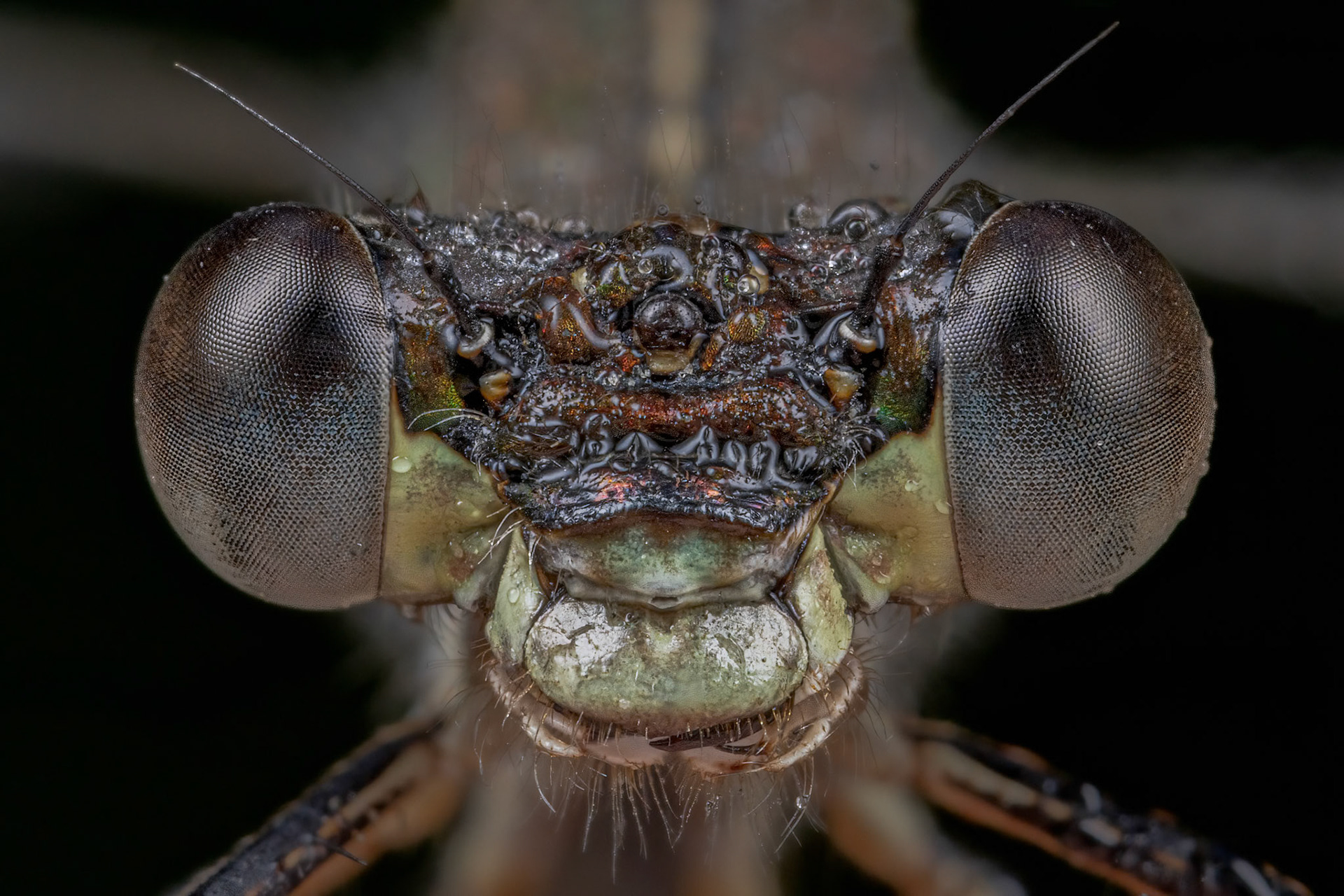 Emerald Damselfly (Lestes sponsa)