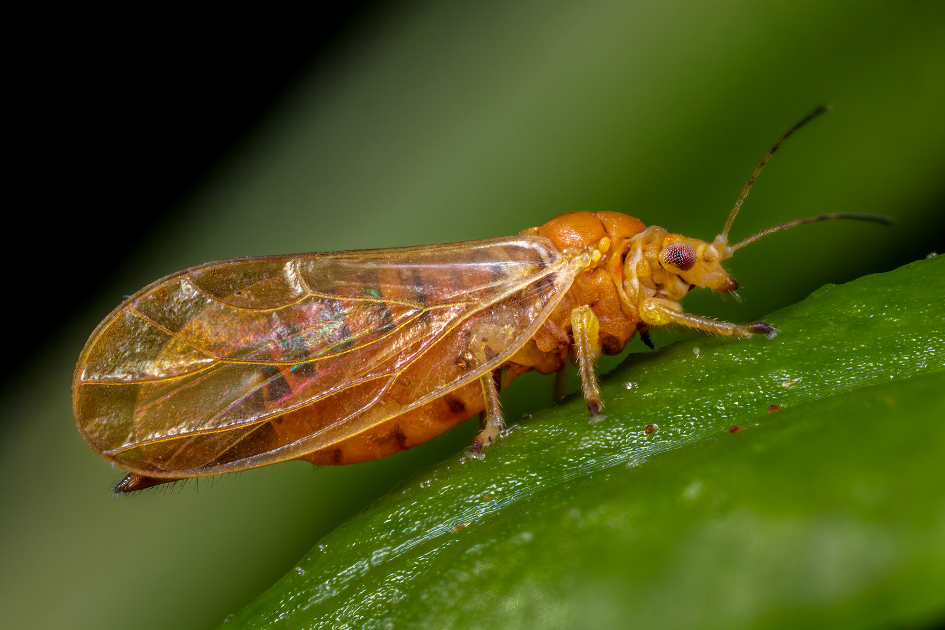 Jumping Plant Lice (Chamaepsylla hartigii)
