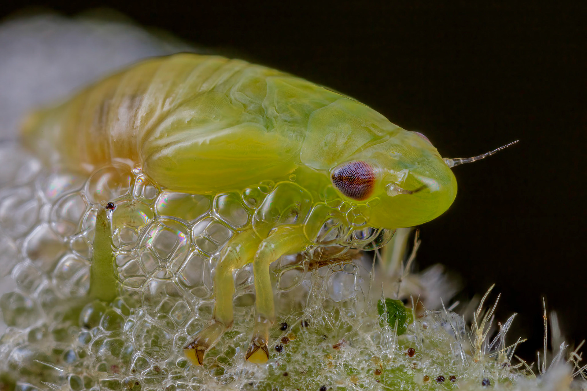 Spittlebug (Philaenus spumarius)