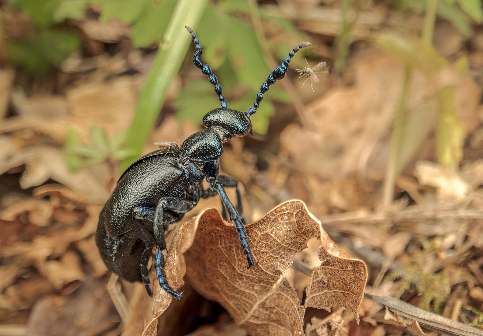 Black Oil Beetle (Meloe proscarabaeus)