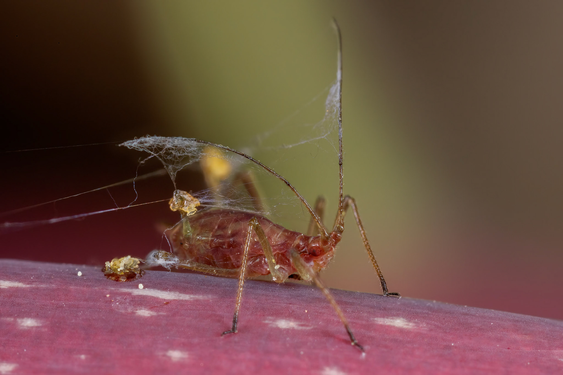 Rose Aphid (Macrosiphum Rosae)