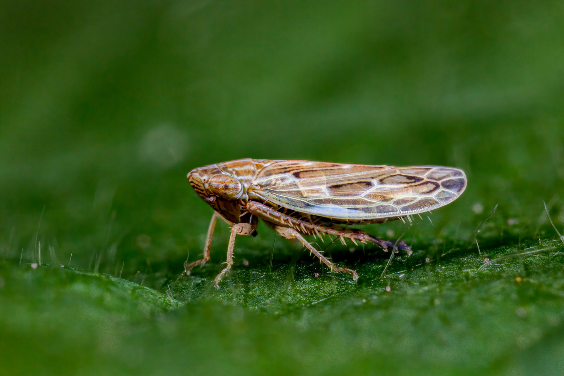 Leafhopper (Psammotettix albomarginatus)