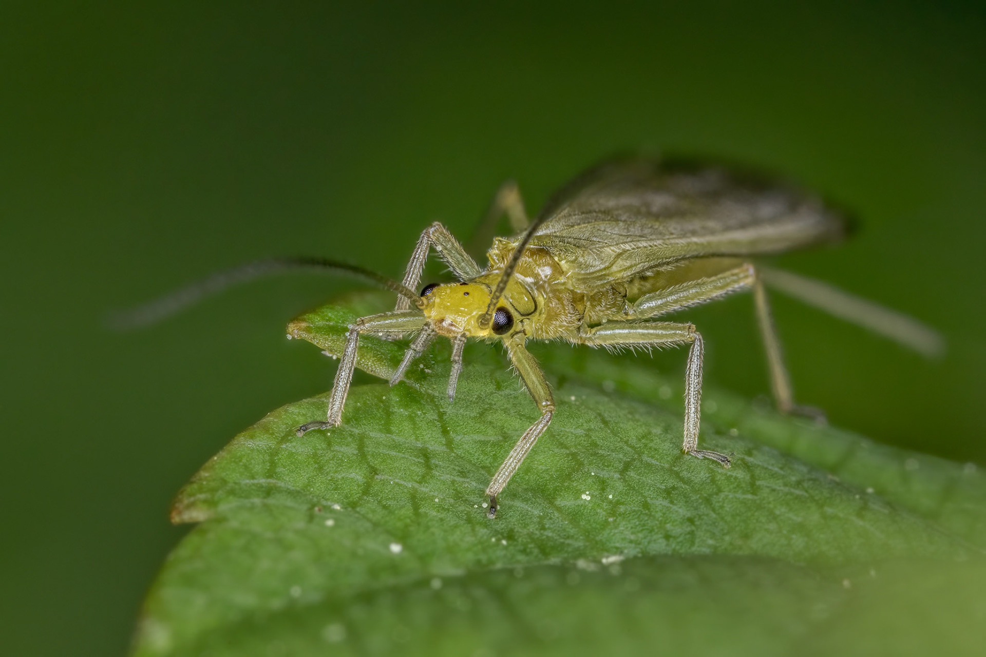 Small Yellow Sally (Siphonoperla torrentium)