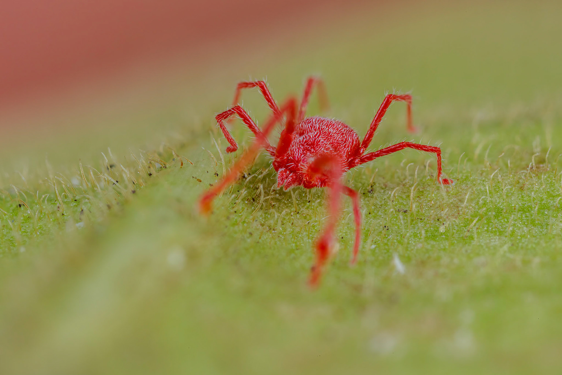 Red Mite (Trombidium holosericeum)