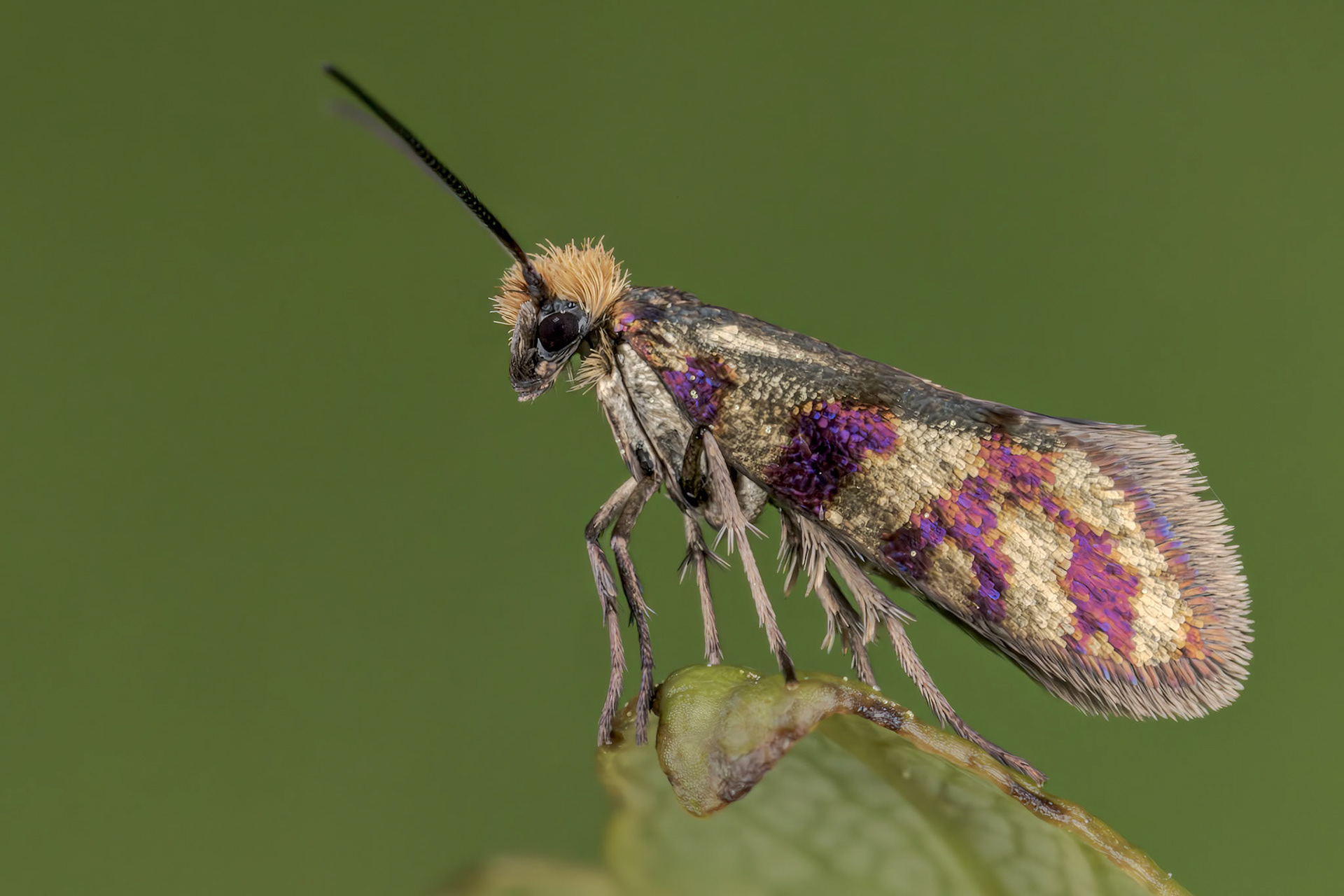 Red-barred Gold (Micropterix tunbergella)