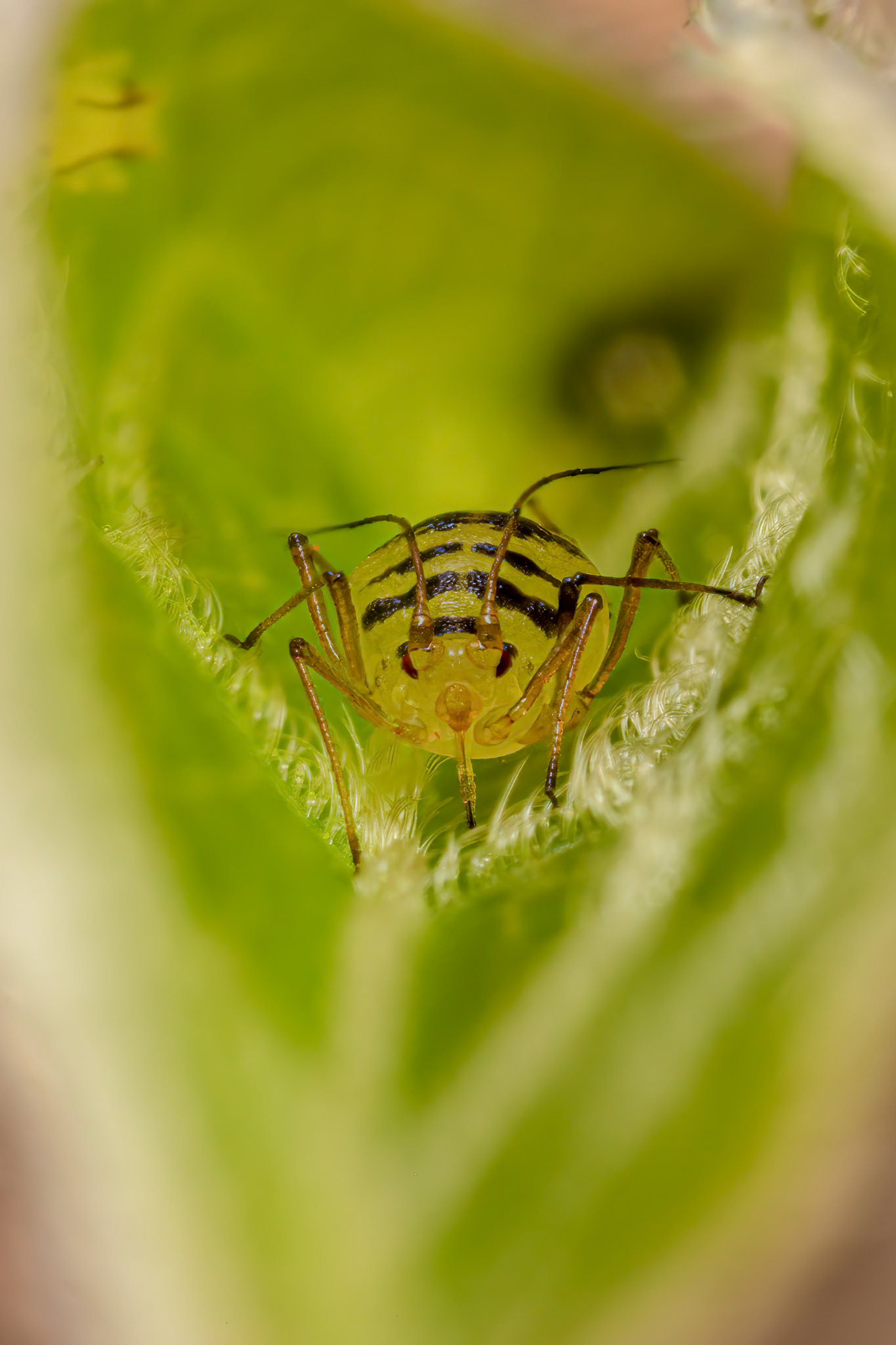 Aphid (Macrosiphum)