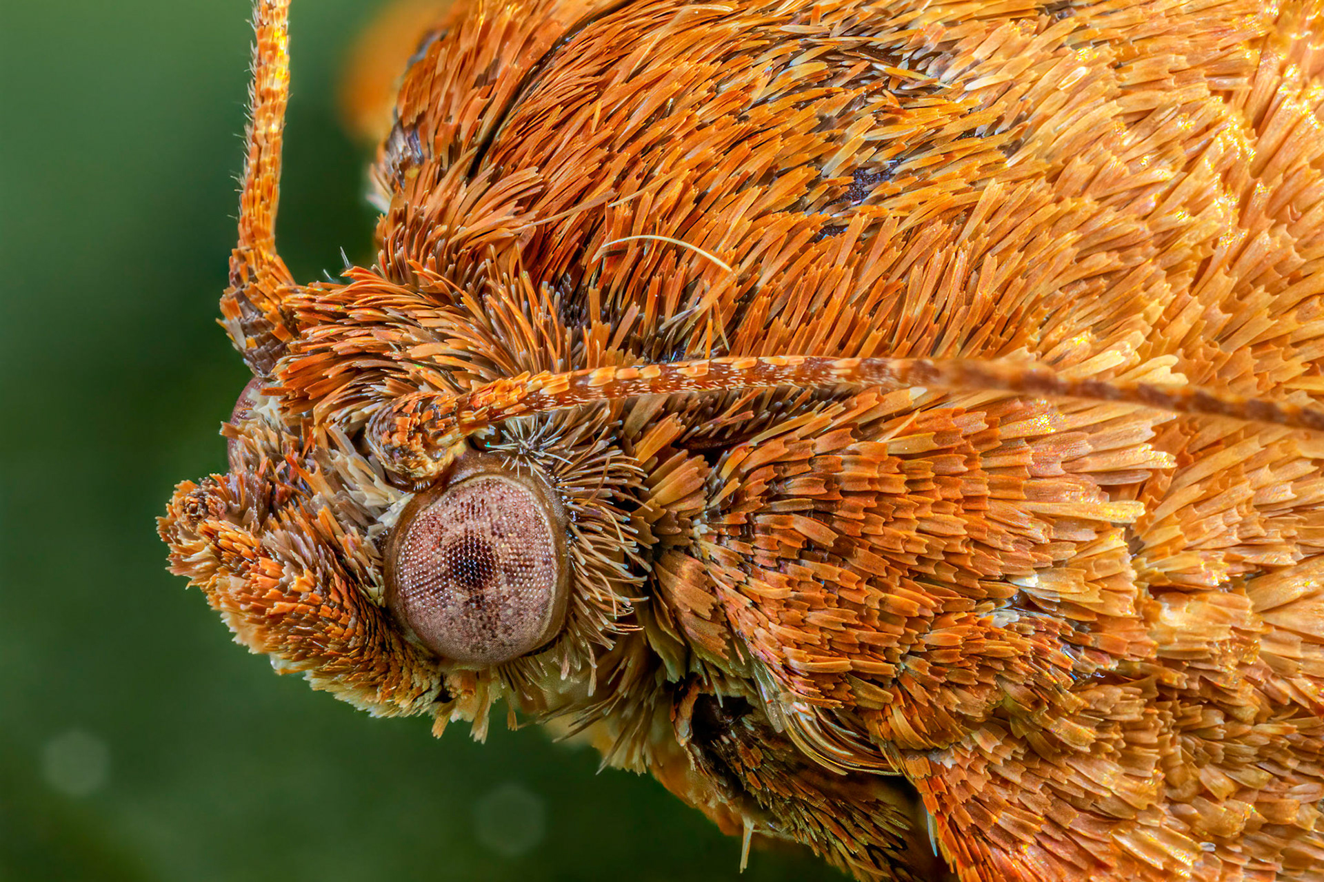 Leafroller Moth (Tortrix moths)