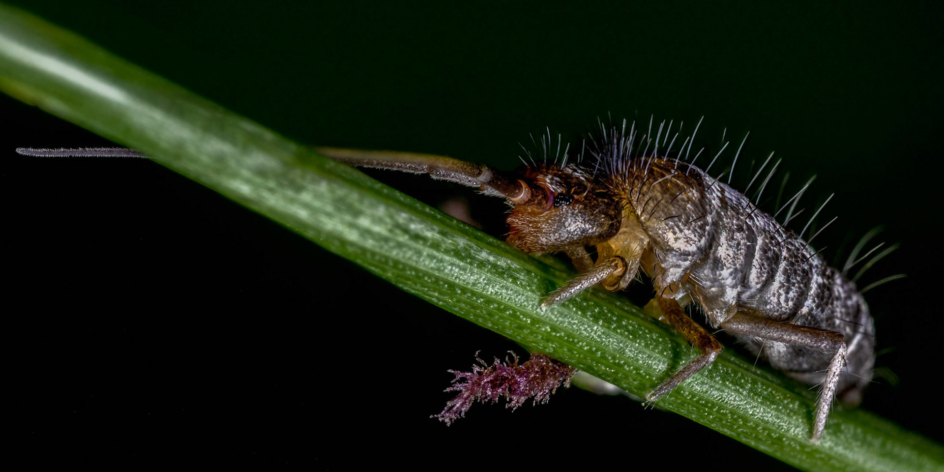 Springtail (Tomoceridae)