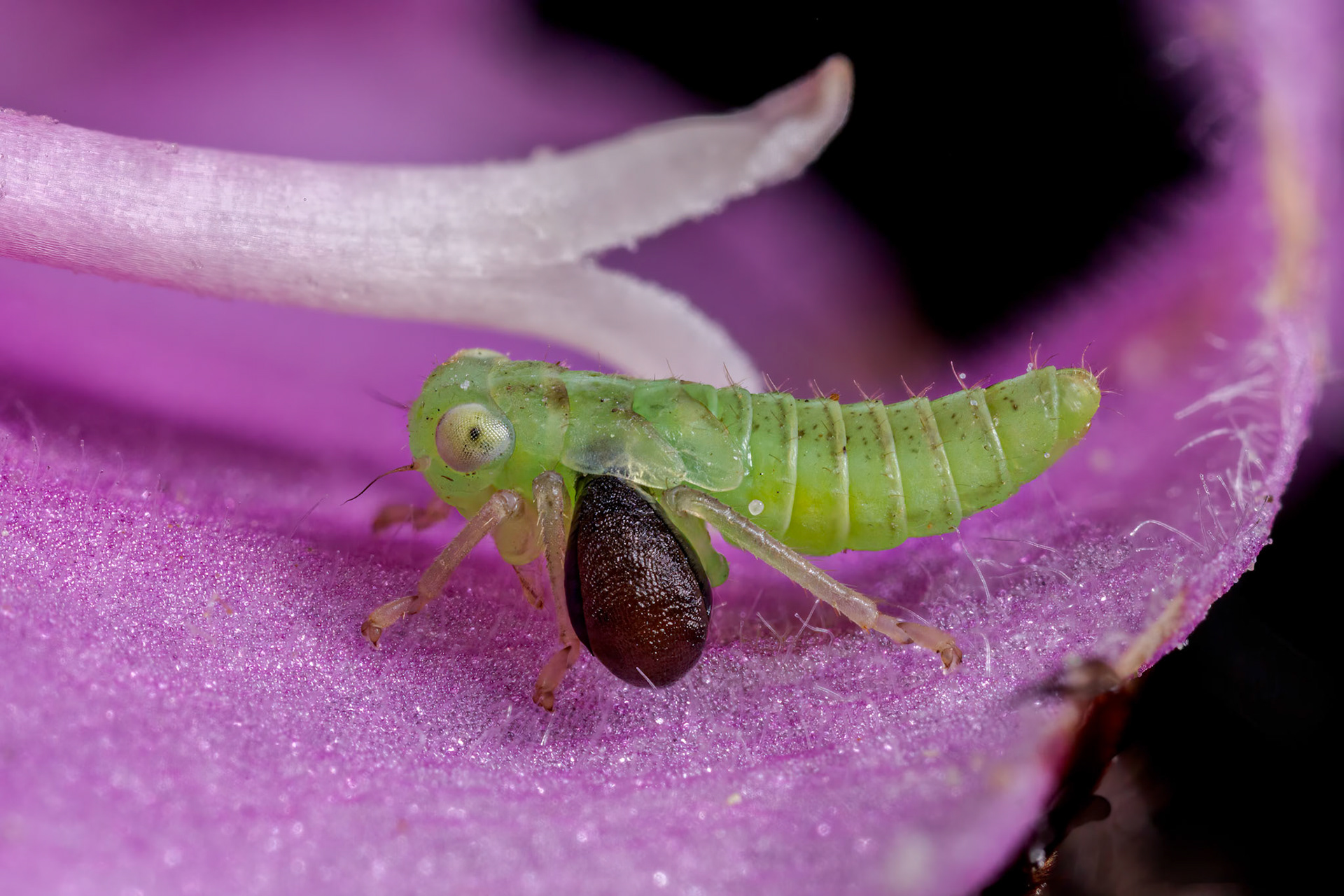 Uknown Leafhopper Nymph (Cicadellidae)