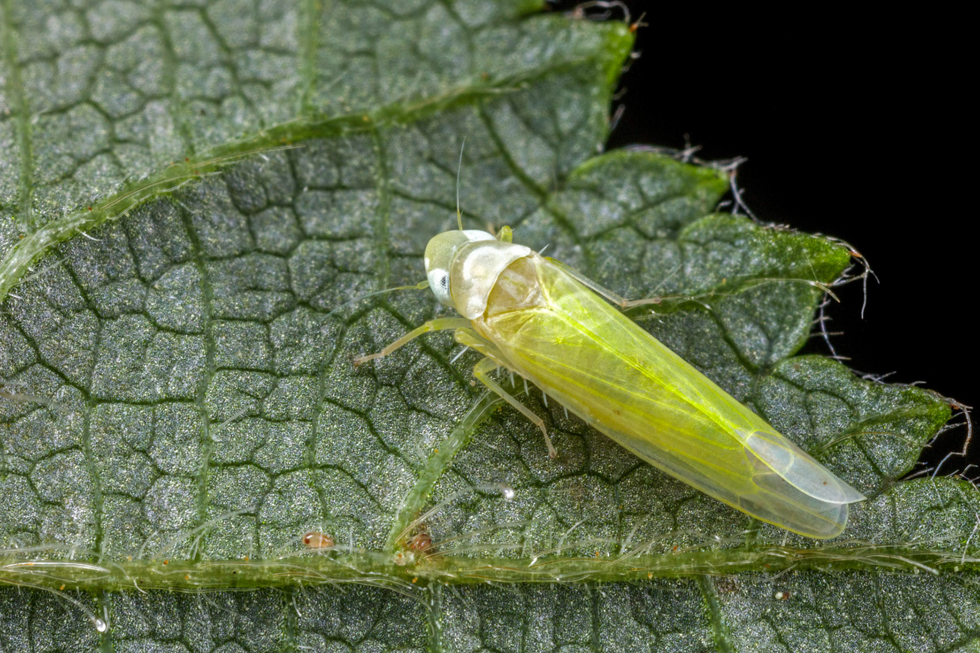 Leafhopper (Edwardsiana Rosae) (Possibly)