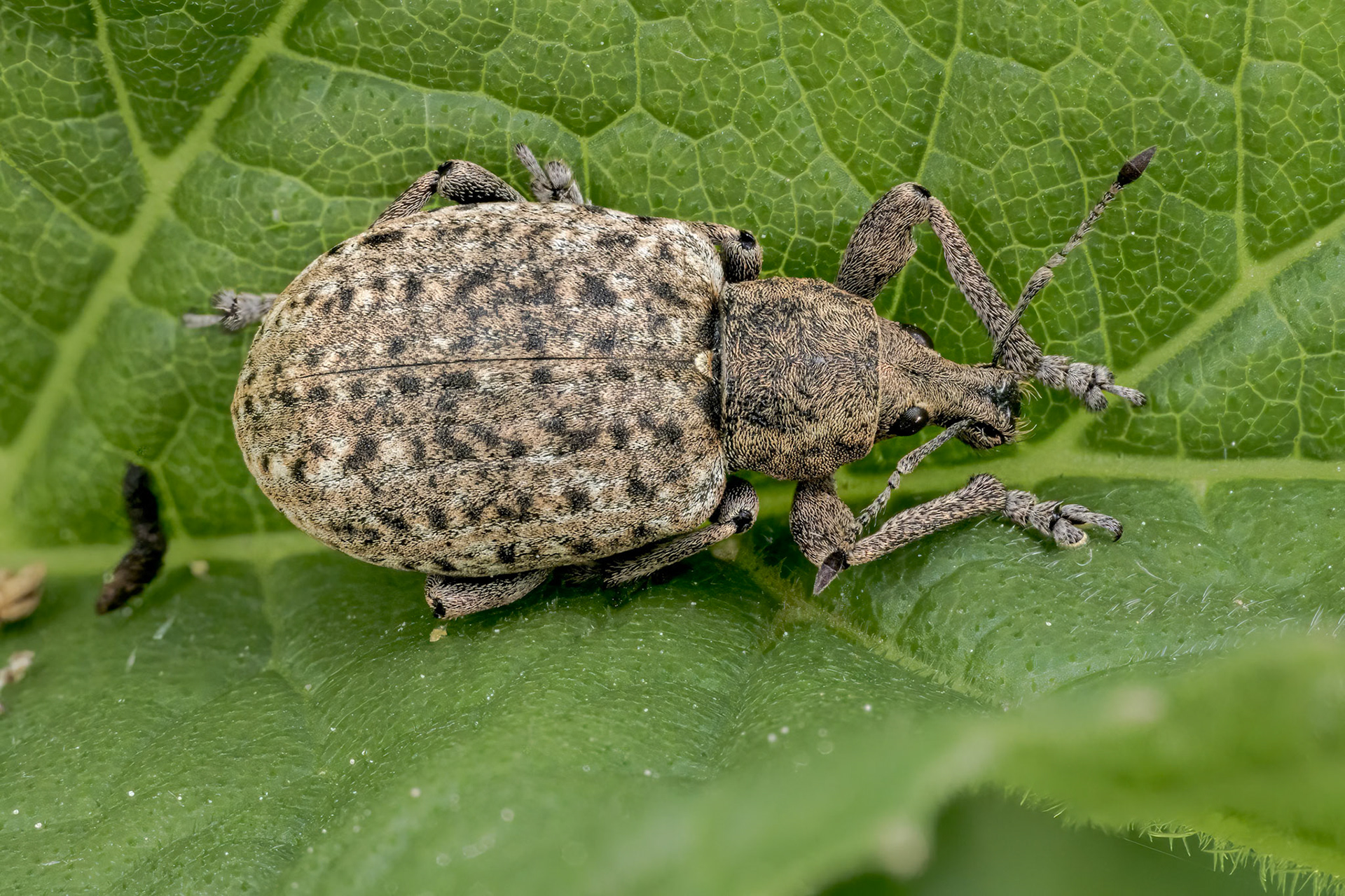Chequered Weevil (Liophloeus tessulatus)