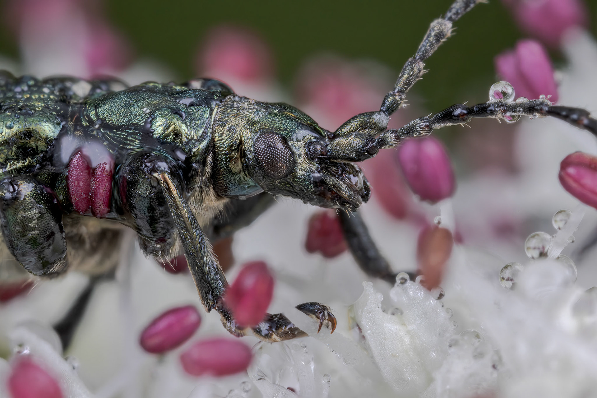 Leaf Beetle (Plateumaris sericea)