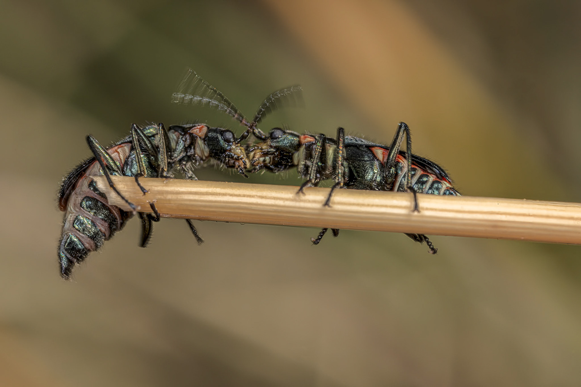 Malachius bipustulatus - Common Malachite Beetle