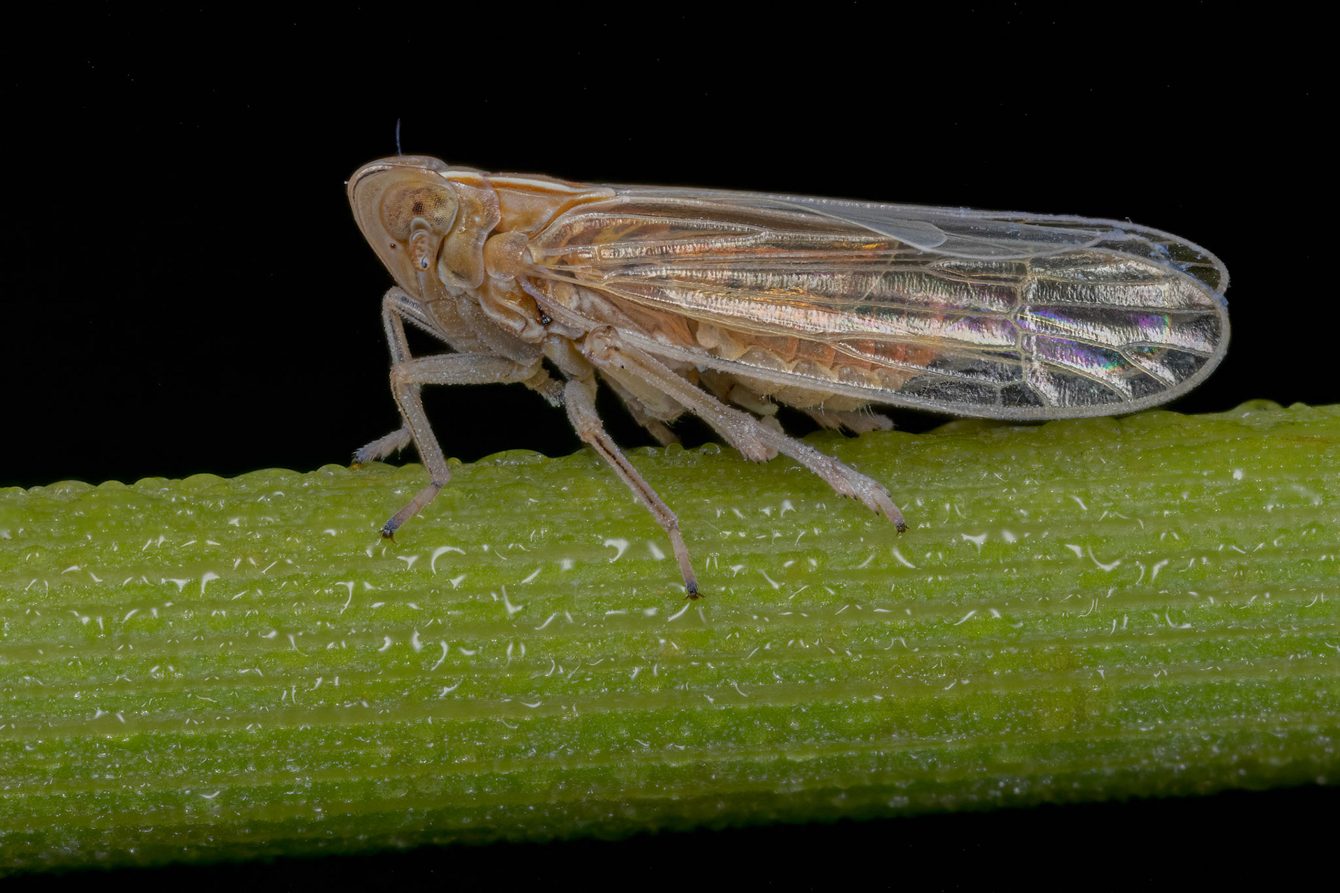 Plant Hopper (Stenocranus major)