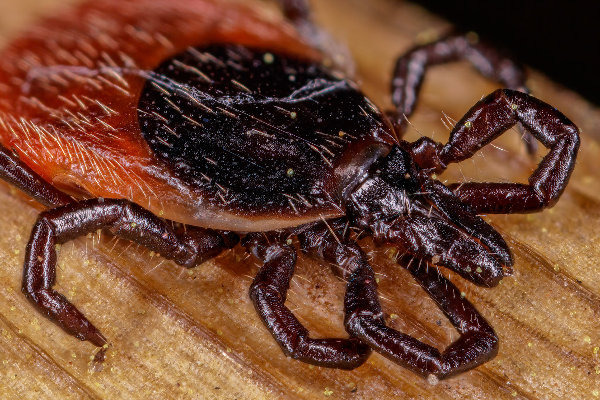 Hard Tick (Ixodes Ricinus)