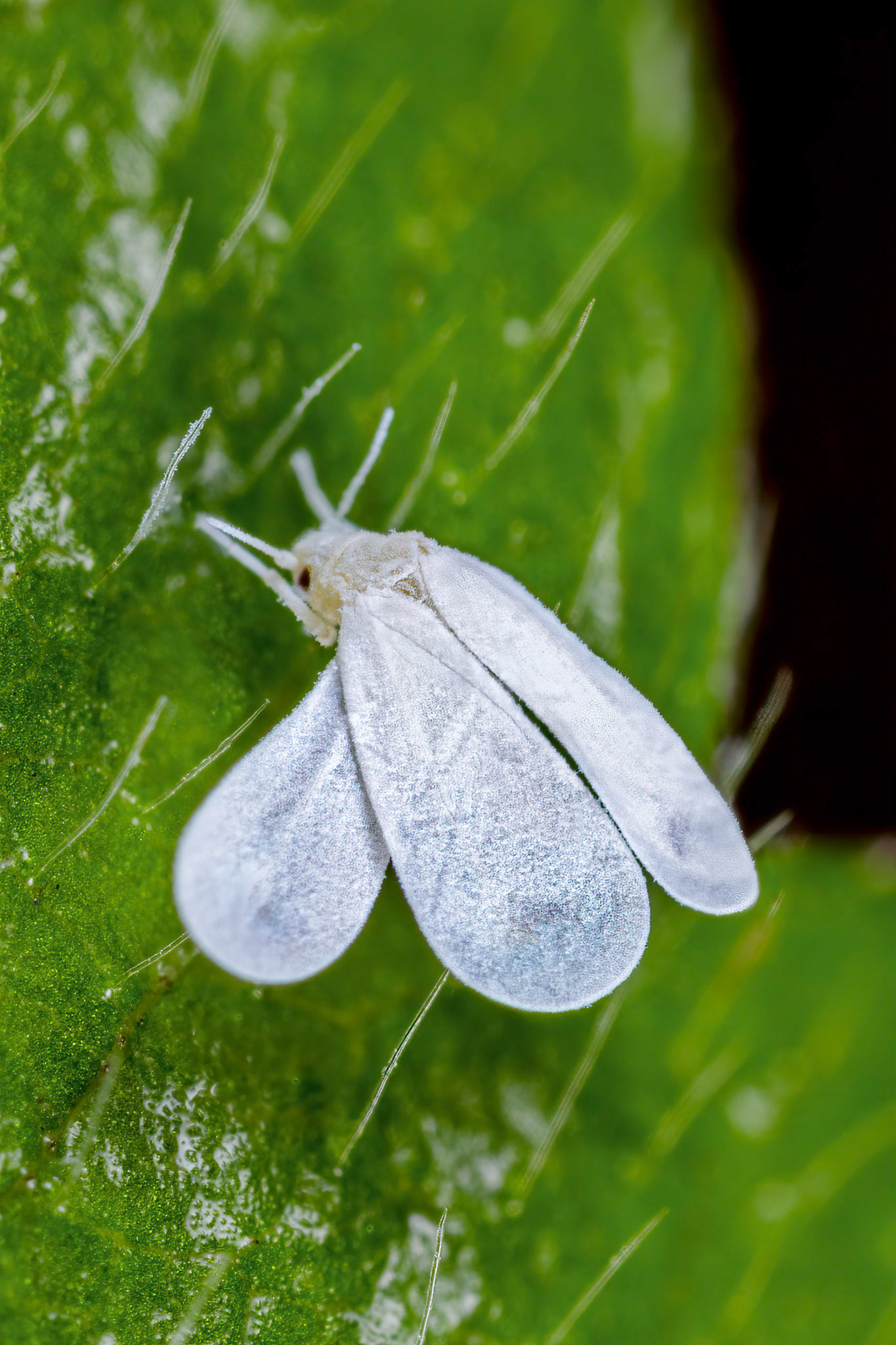 Whitefly (Aleyrodidae)
