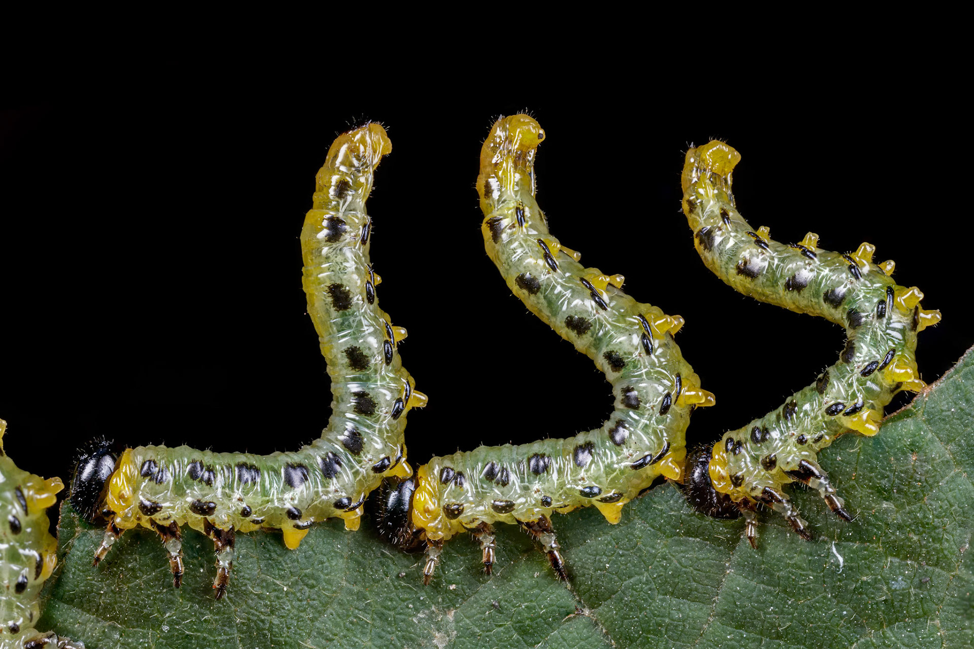 Hazel Sawfly Larva (Nematus septentrionalis)