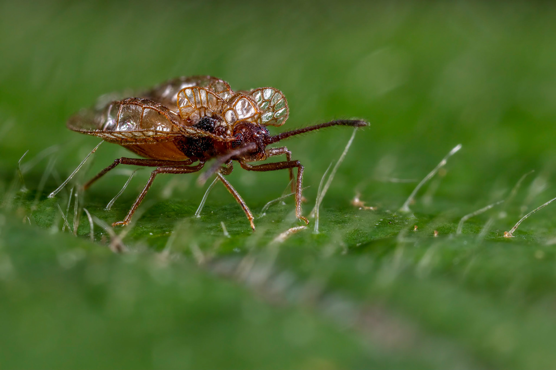 Lacebug (Derephysia foliacea)