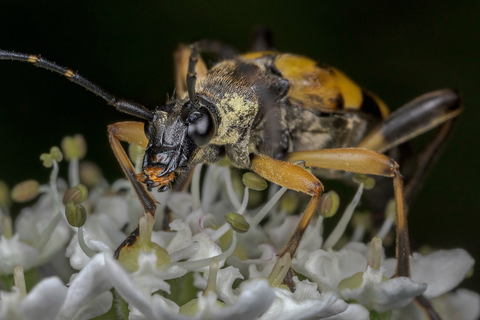 Spotted Longhorn (Rutpela maculata)