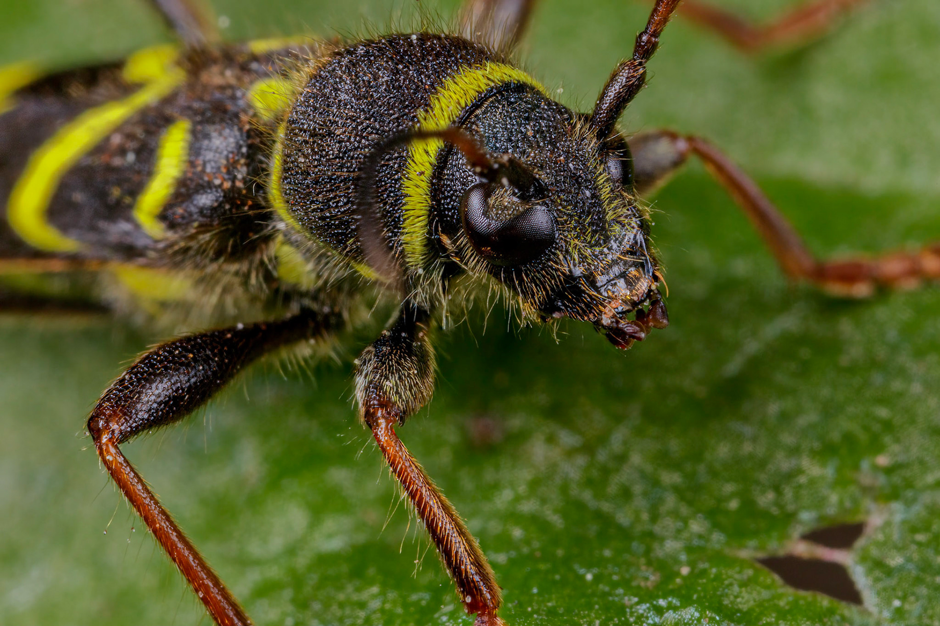Wasp Beetle (Clytus arietis)