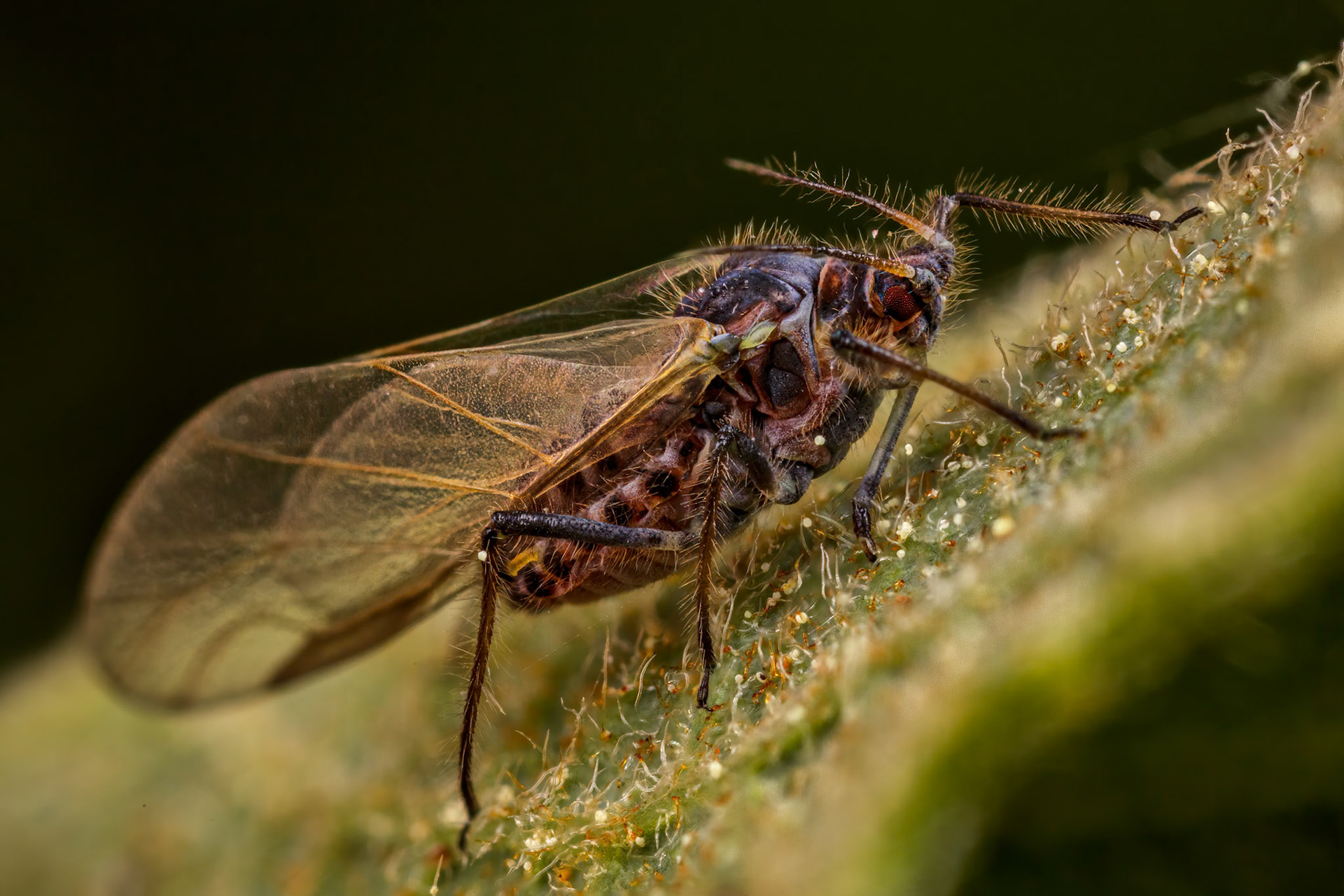 Giant Willow Aphid (Tuberolachnus Salignus)