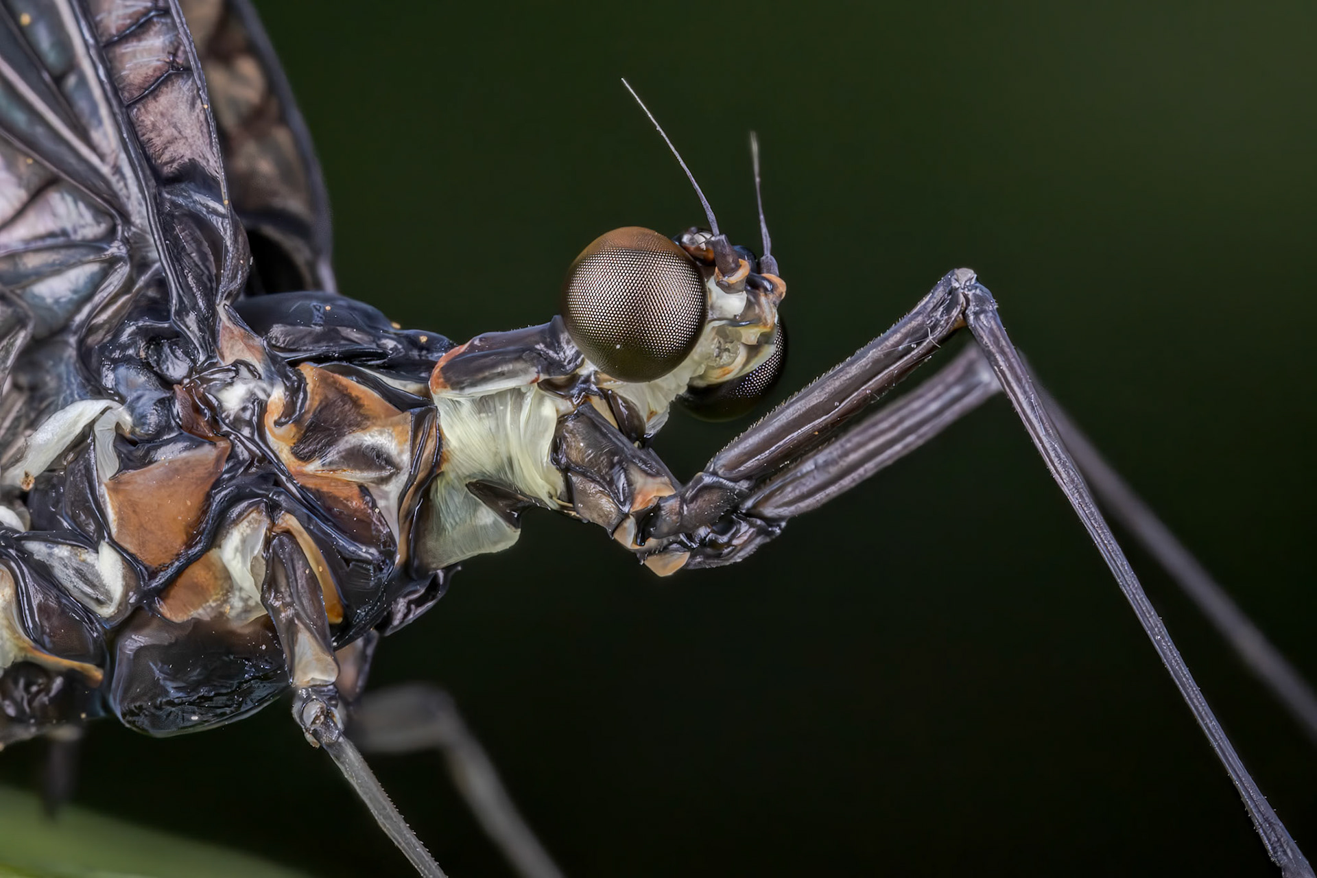 Mayfly (Ephemera vulgata)