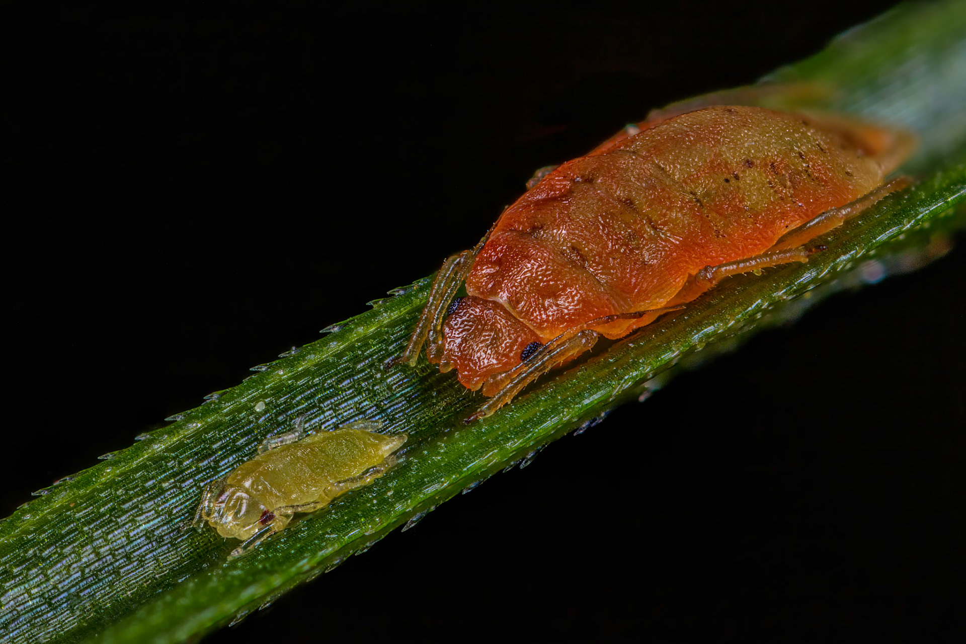 Willow - Angelica Aphid (Cavariella archangelicae)