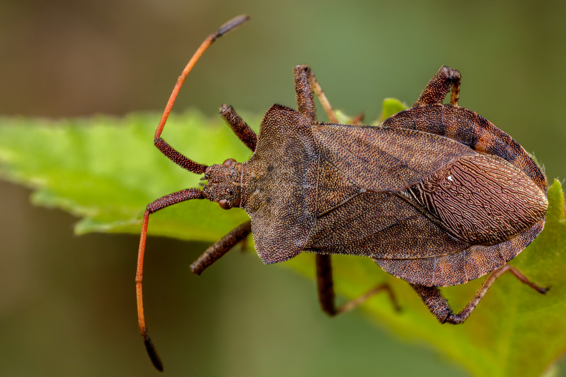 Dock Bug (Coreus marginatus)
