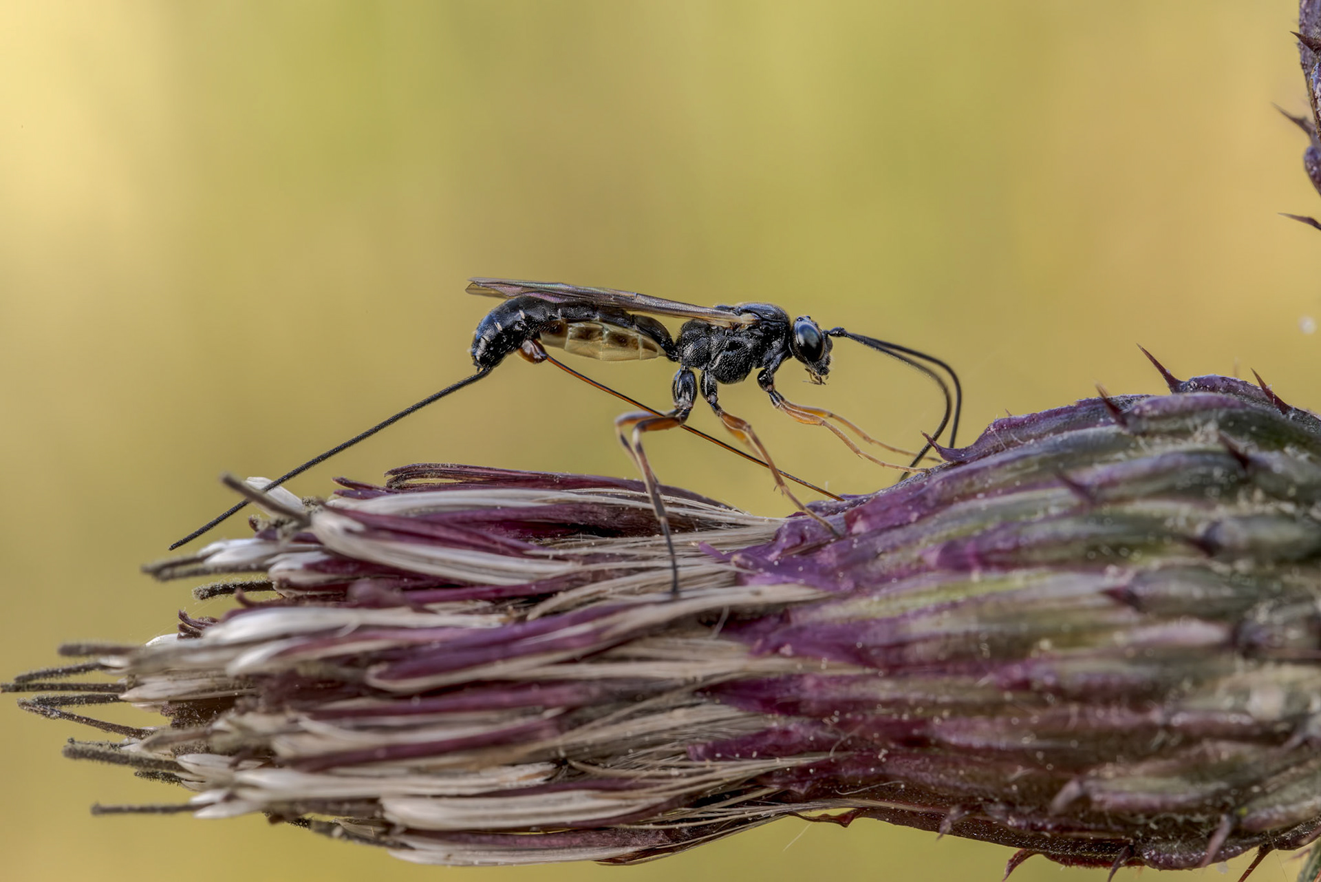 Ichneumonid Wasp