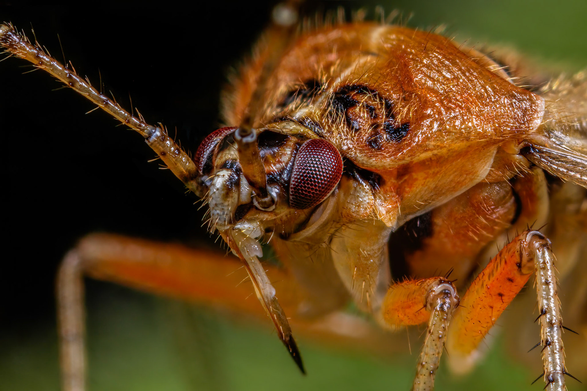Plant Bug (Harpocera thoracica)