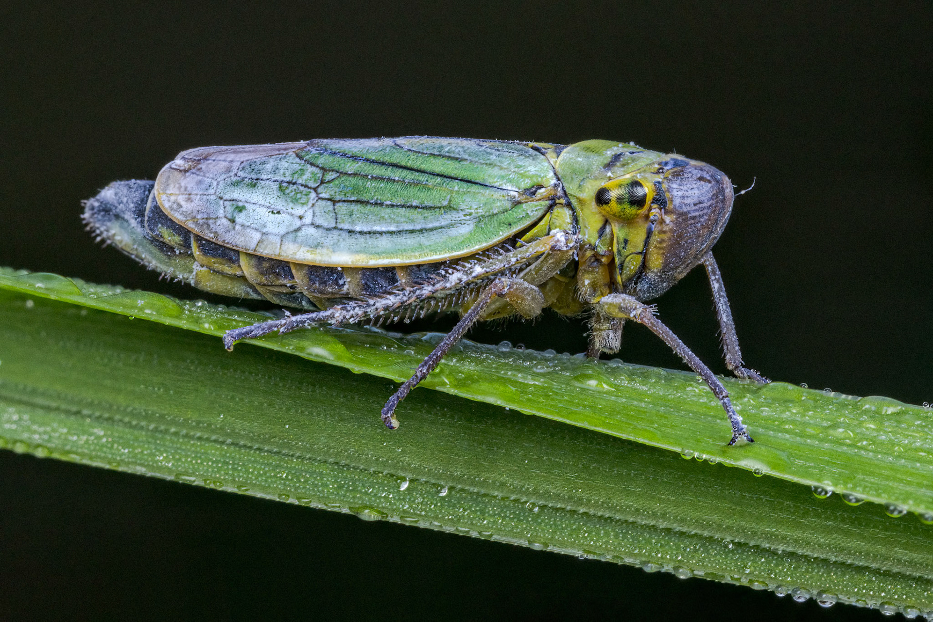 Cicadella viridis, the green leafhopper