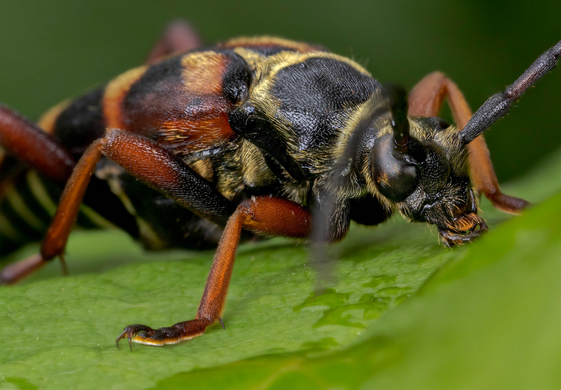 The Hornet Beetle (Leptura aurulenta)