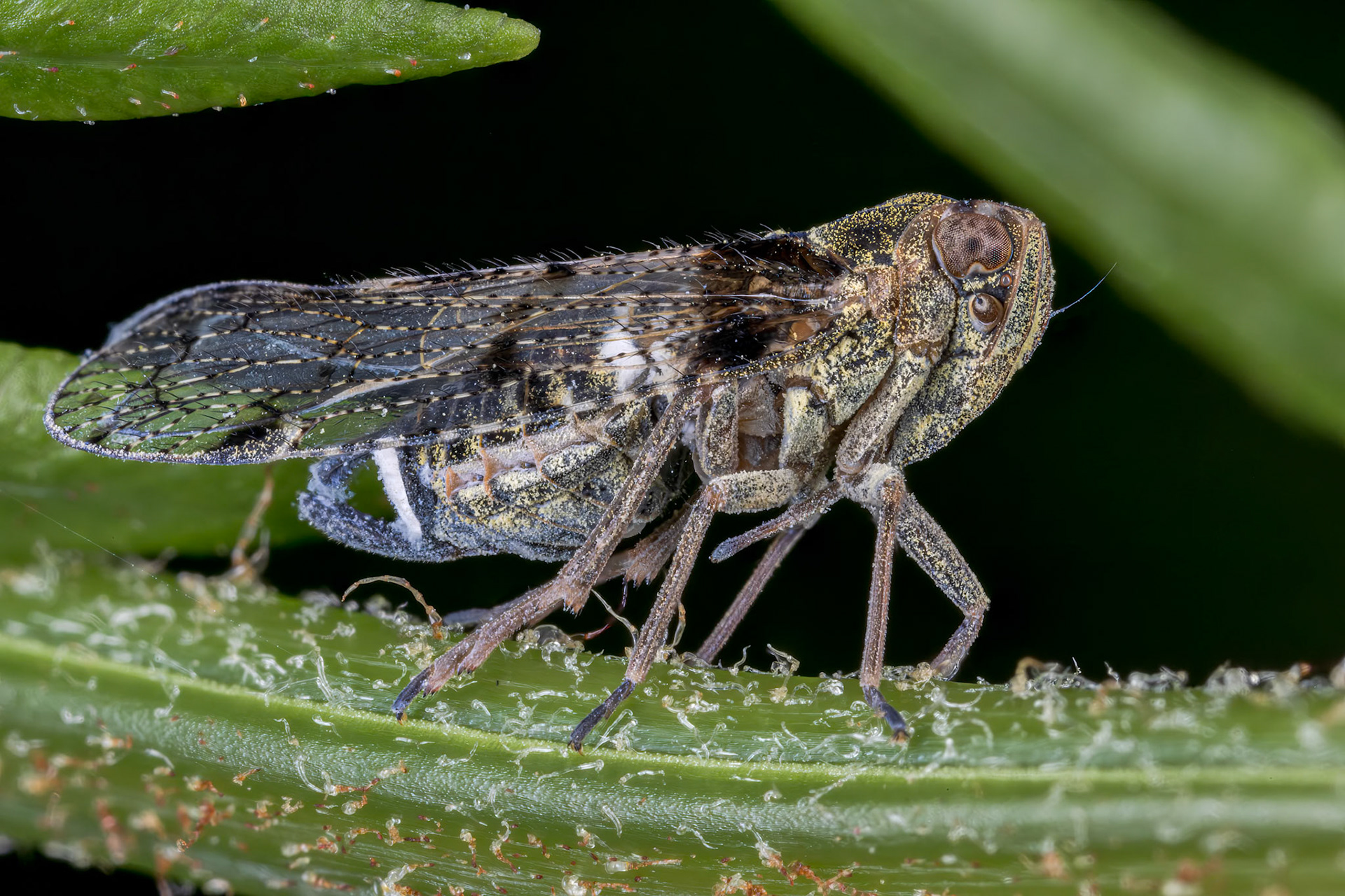 Lacehopper (Tachycixius pilosus)