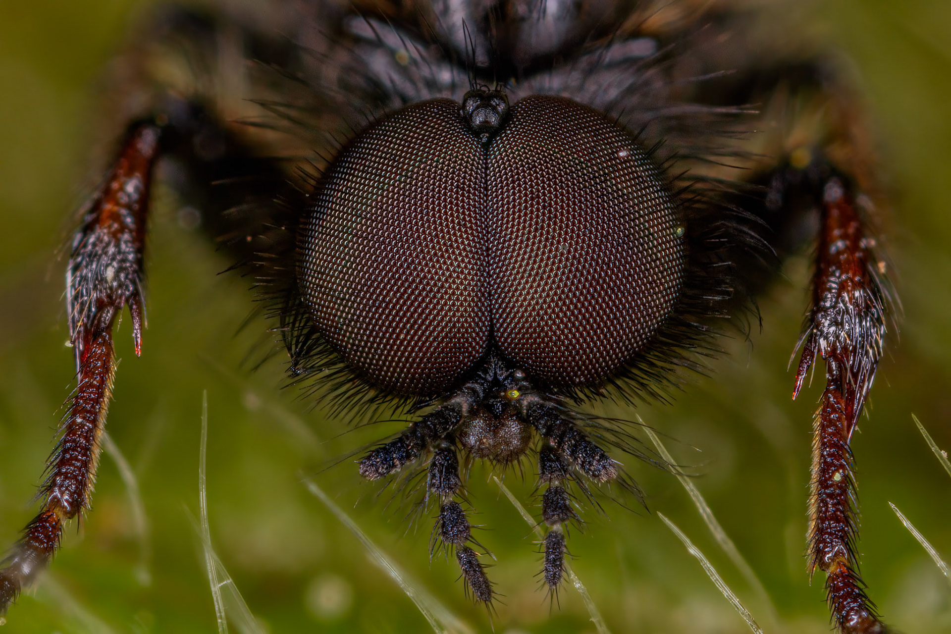 Dagger Fly (Empididae)
